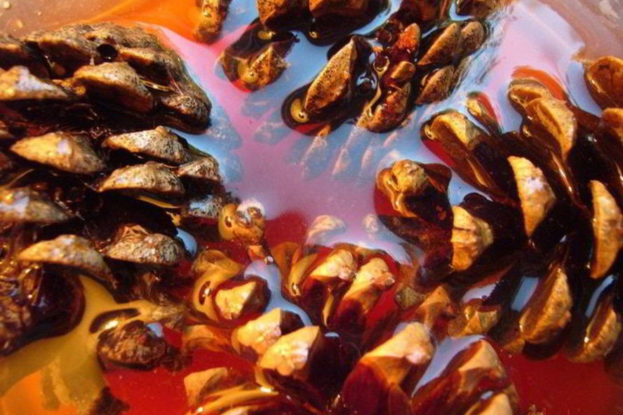 Рецепт варенья из шишек