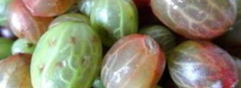 варенье по-царски из крыжовника. Шаг 3