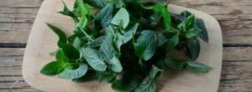 заготовка мяты на зиму. Шаг 3