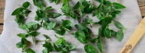 заготовка мяты на зиму. Шаг 5