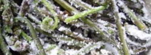 заготовка папоротника на зиму. Шаг 3