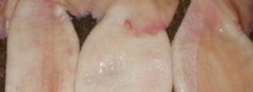 фаршированный кальмар с рисом и яйцом. Шаг 5