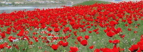 самса по-казахски. Шаг 10