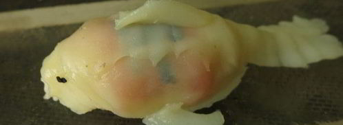 суши рыбки. Шаг 8