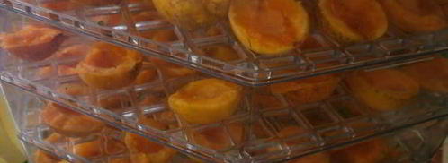 сушка абрикосов в электросушилке. Шаг 4