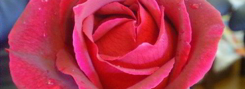 летний ягодный тарт и ягодный сорбе. Шаг 8