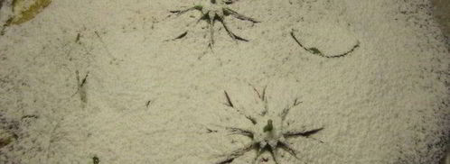 тарт с карамелизированными фруктами и творожным пудингом. Шаг 7