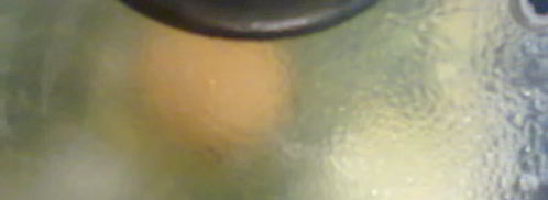 глазунья с эстрагоном. Шаг 7