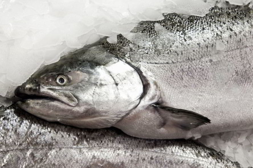 Рецепт заливного из судака